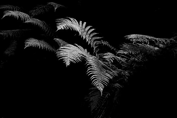 Fern County Antrim - Glenariff Forest