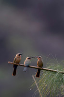 African Birdlife - White-Fronted Bee-Eaters