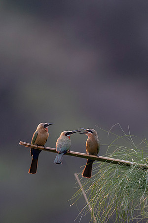 African Birdlife - White-Fronted Bee-Eaters
