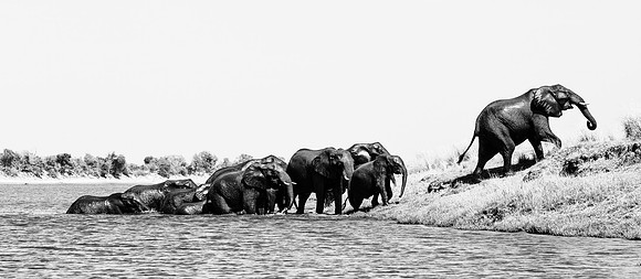 Elephants