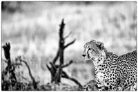 Cheetah