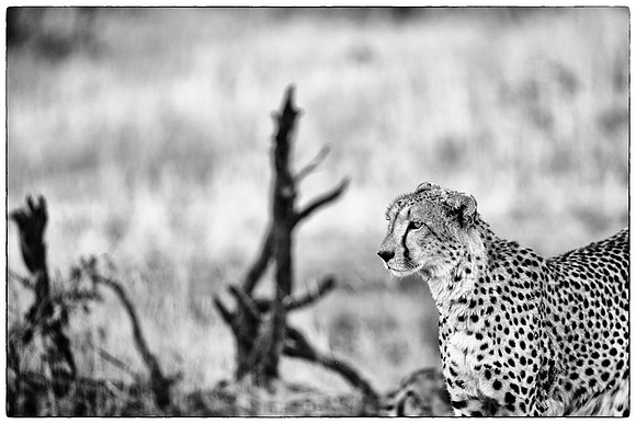 Cheetah