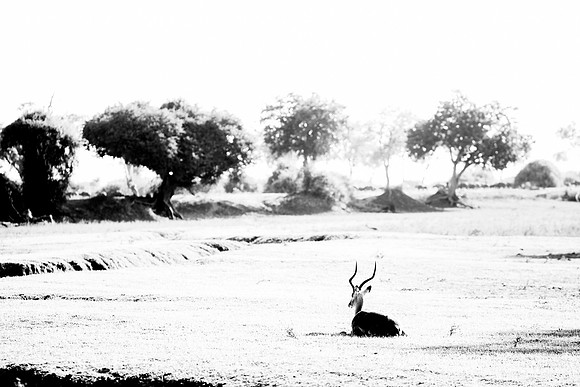 Impala