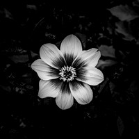 Flower #1