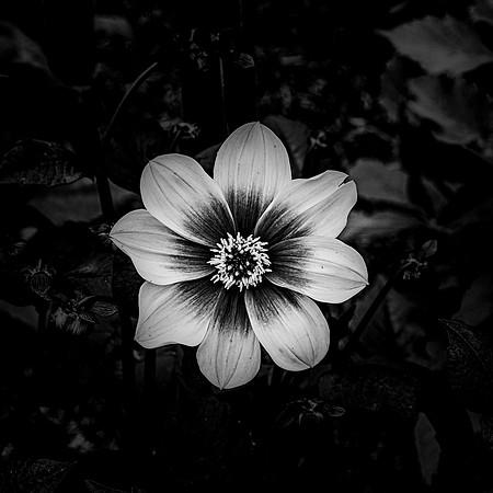 Flower #1