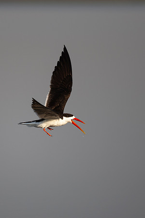 African Birdlife - African Skimmer