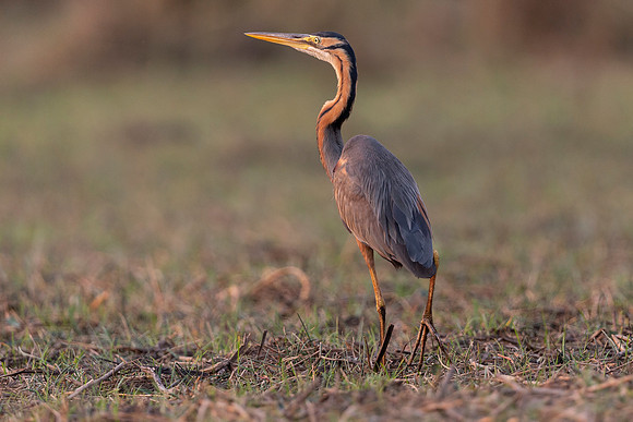 African Birdlife - Purple Heron