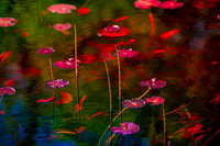 Botanical