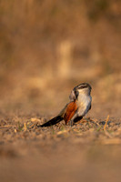African Birdlife - White Browed Coucal