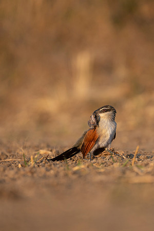 African Birdlife - White Browed Coucal