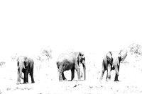 Wildlife