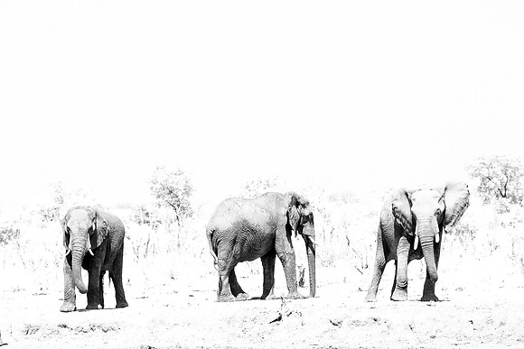 Elephants