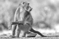 Chacma Baboon