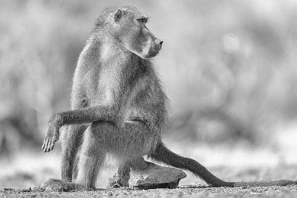 Chacma Baboon