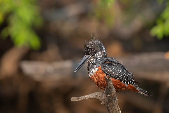 African Birdlife - Giant Kingfisher