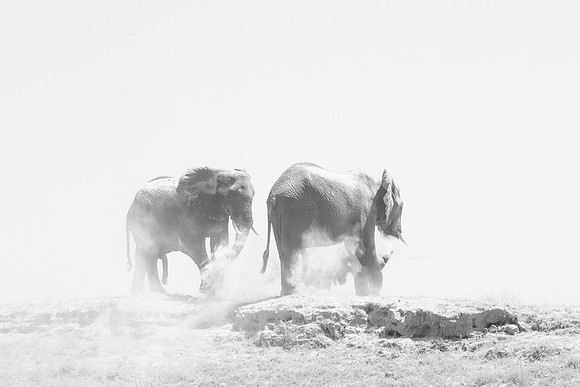 Elephants