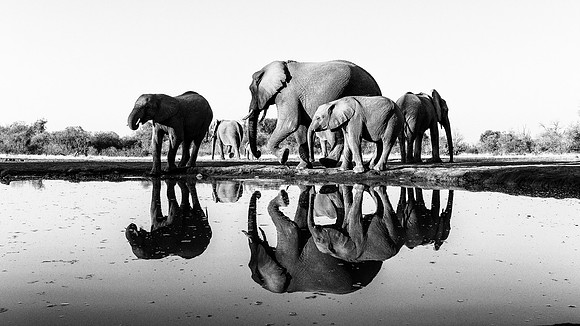 Elephants