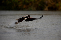 African Birdlife - African Fish Eagle