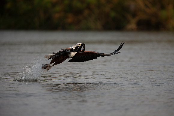 African Birdlife - African Fish Eagle