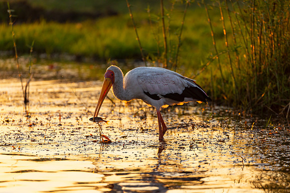 African Birdlife - Yellow-billed Stork