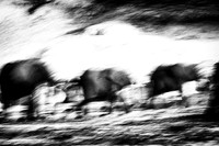 Elephant Abstract