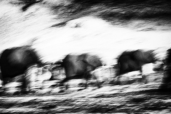 Elephant Abstract