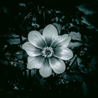Flower #2