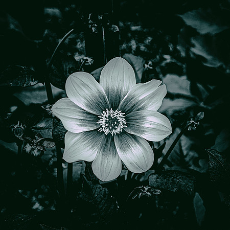 Flower #2