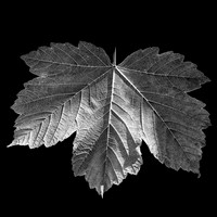 Leaf #13