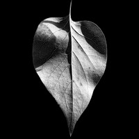 Leaf #7