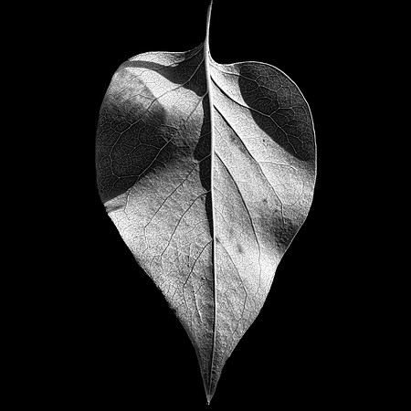 Leaf #7