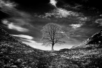 Northumberland - Sycamore Gap