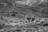 Torres Del Paine Guanaco