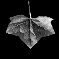 Leaf #12