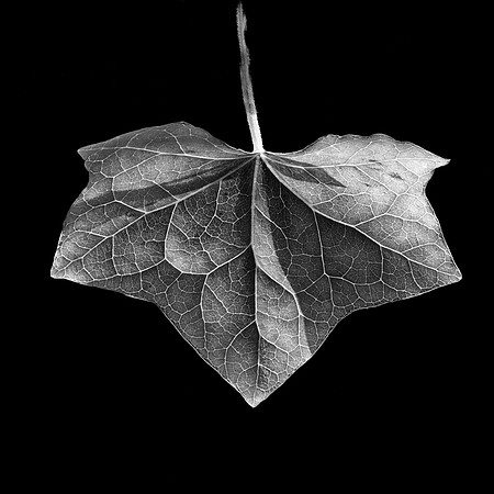 Leaf #12