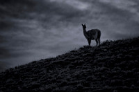 Torres Del Paine Guanaco