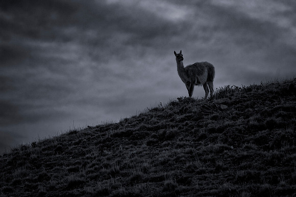 Torres Del Paine Guanaco