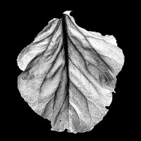 Leaf #14