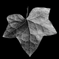 Leaf #3
