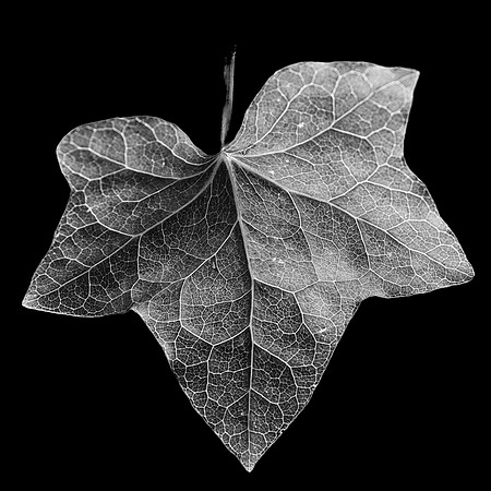 Leaf #3