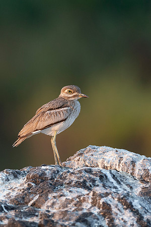 African Birdlife - Water Thick Knee