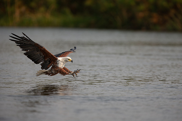 African Birdlife - African Fish Eagle Okavango River Panhandle-