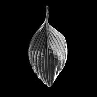 Leaf #5
