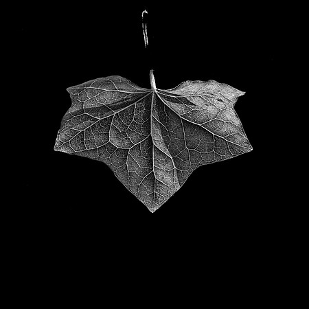Leaf #11