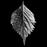 Leaf #9