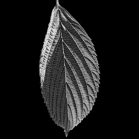Leaf #8
