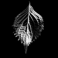 Leaf #10